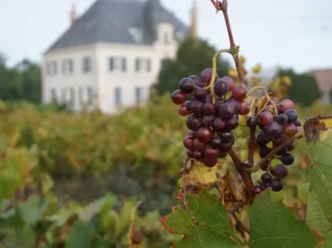 Vignes Château Grange Cochard (002)