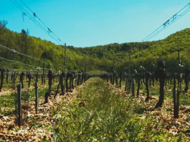 photo vigne les affiches