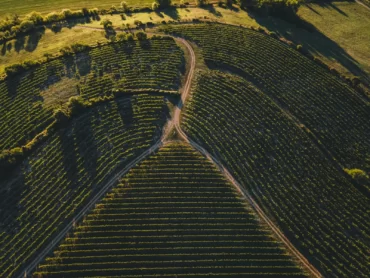 vigne le breton